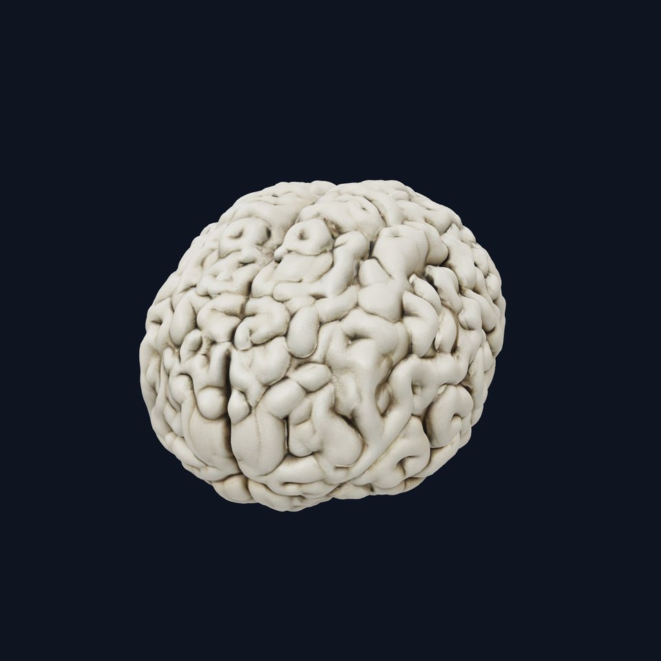 Realistic Human Brain D Model Pack